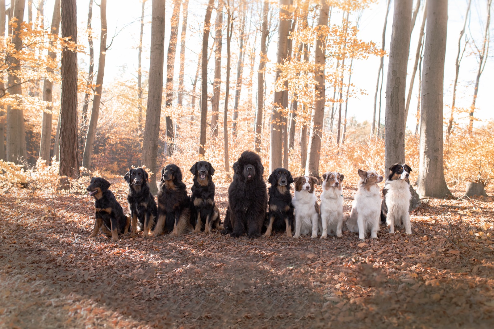 Eine große Hundegruppe sitzt brav nebeneinander im Herbstwald